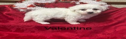 Bichon Frise dogs for sale: Bichon Frise Puppy 1 - Ad 2