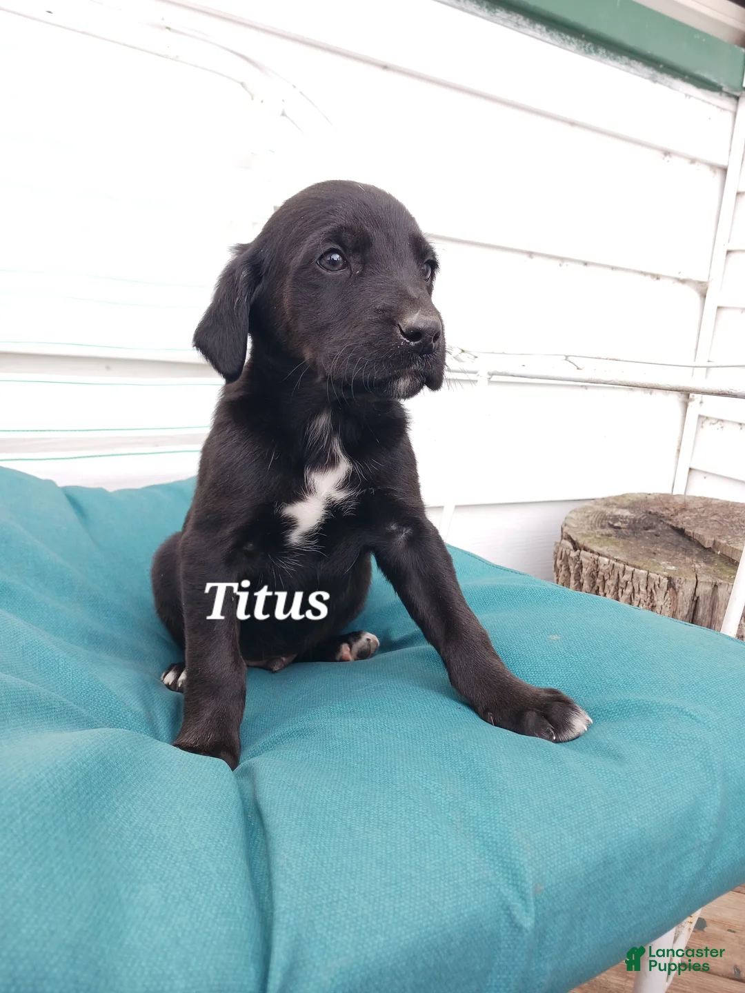 Mixed Breed dogs for sale: Mixed Breed Puppy 4 Titus - Ad 1