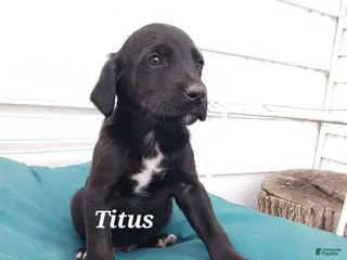 Mixed Breed dogs for sale: Mixed Breed Puppy 4 Titus - Ad 1