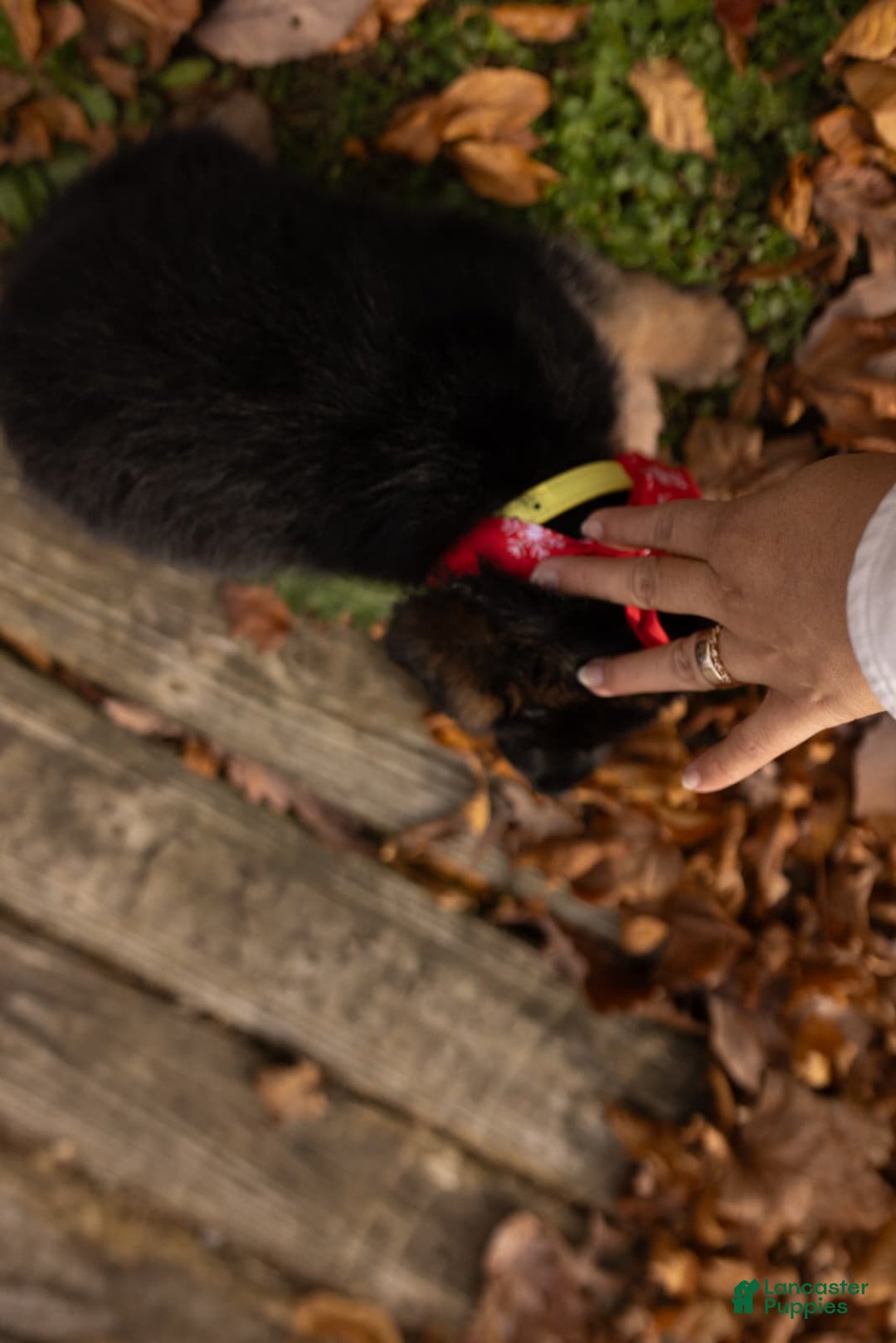 German Shepherd dogs for sale: Ella - Ad 2