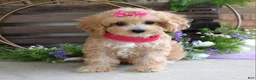 Maltipoo dogs for sale: Everly - Ad 8