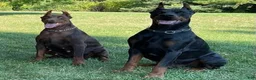 Doberman Pinscher dogs for sale: Ankor - Ad 8