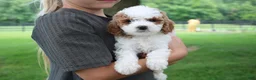 Mini Goldendoodle dogs for sale: Ranye  - Ad 9
