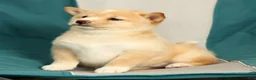 Shiba Inu dogs for sale: Kerry - Ad 7