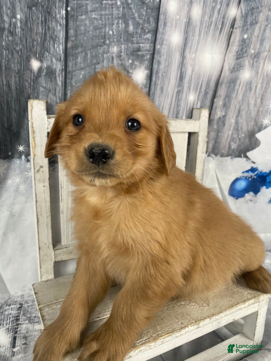 Golden Retriever dogs for sale: Julie - Ad 3