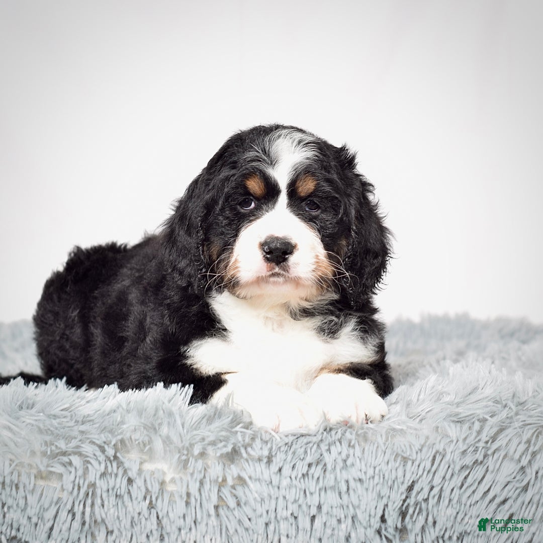 Bernedoodle dogs for sale: Ms. Sapphire - Ad 3
