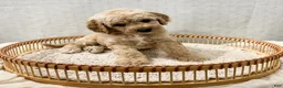 Cavapoo dogs for sale: Sammi - Ad 7