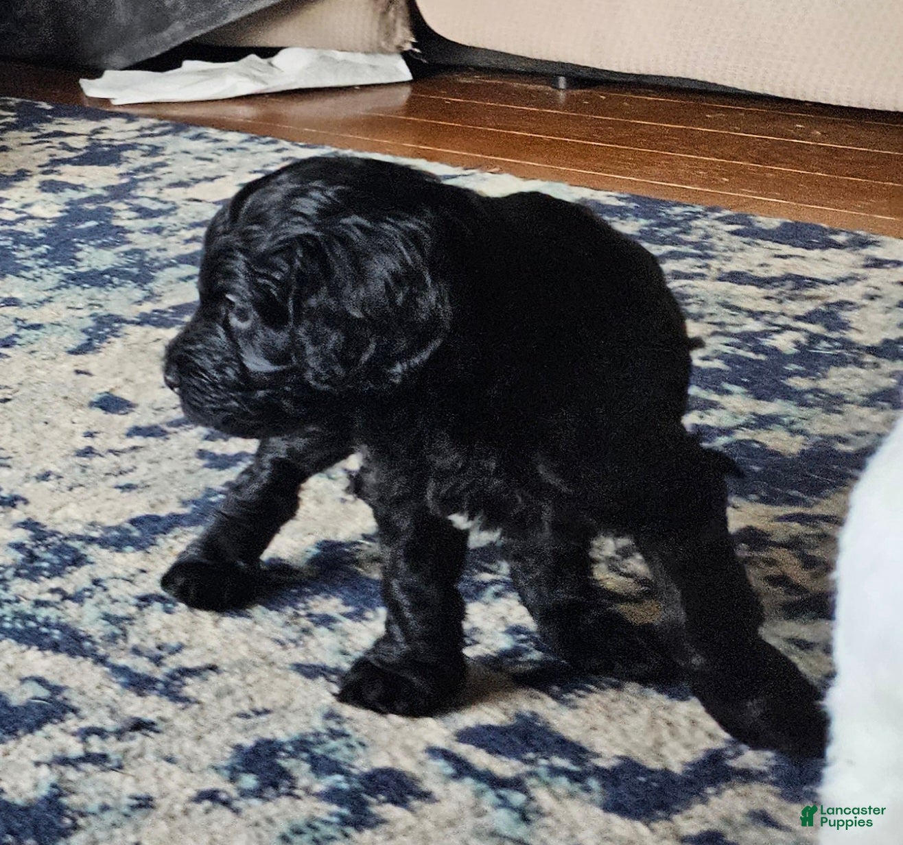 Goldendoodle dogs Goldendoodle Puppy 9 - Ad 19