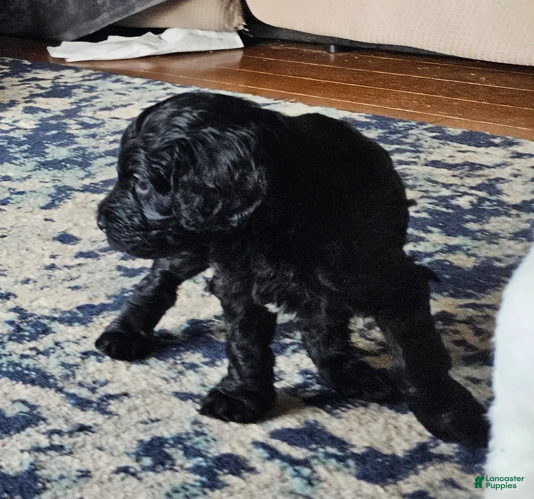 Goldendoodle dogs for sale: Goldendoodle Puppy 9 - Ad 1