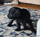 Goldendoodle Puppy 9
