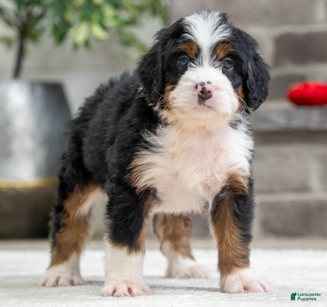 Mini Bernedoodle dogs for sale: Simba - Ad 2
