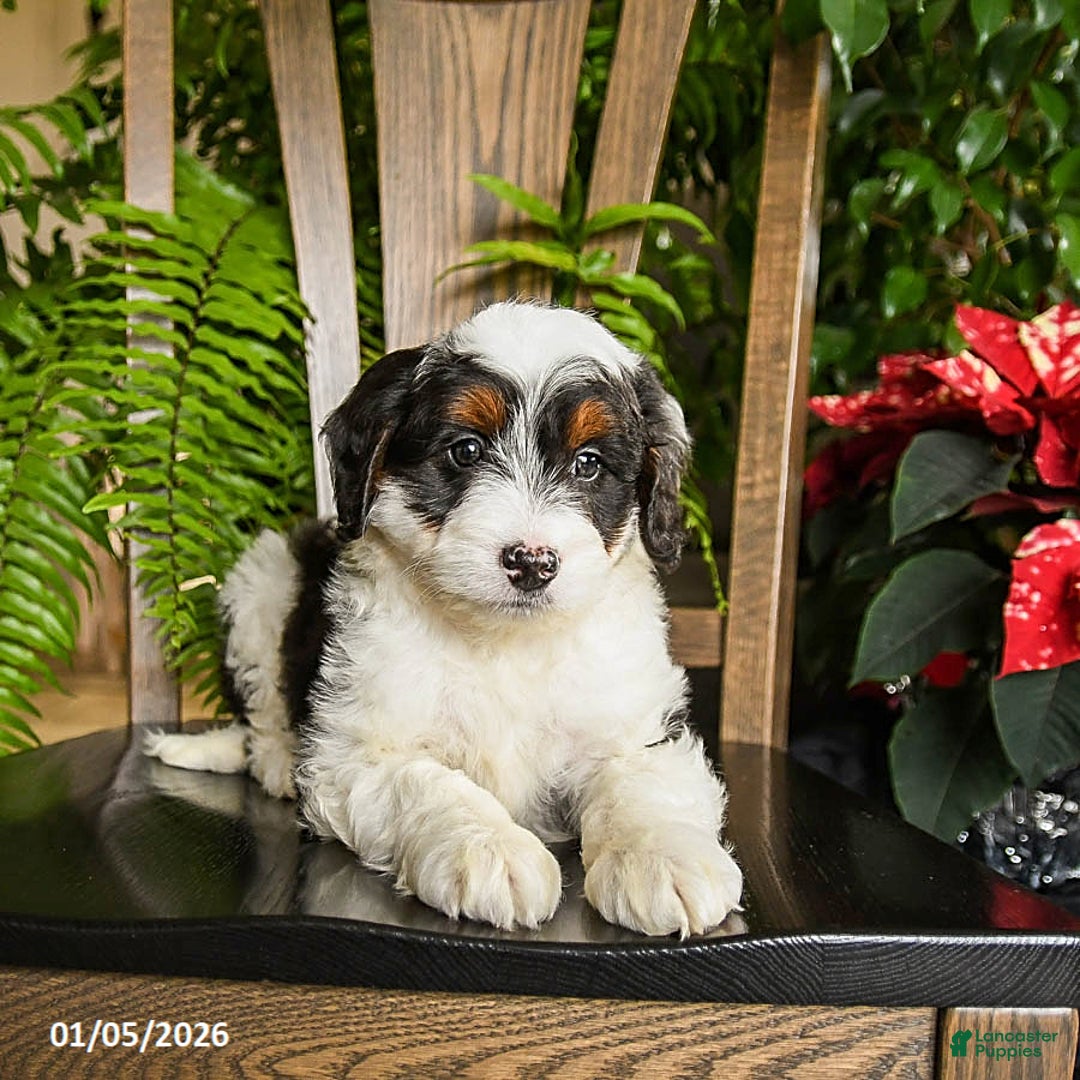 Mini Bernedoodle dogs for sale: Tracker - Ad 3