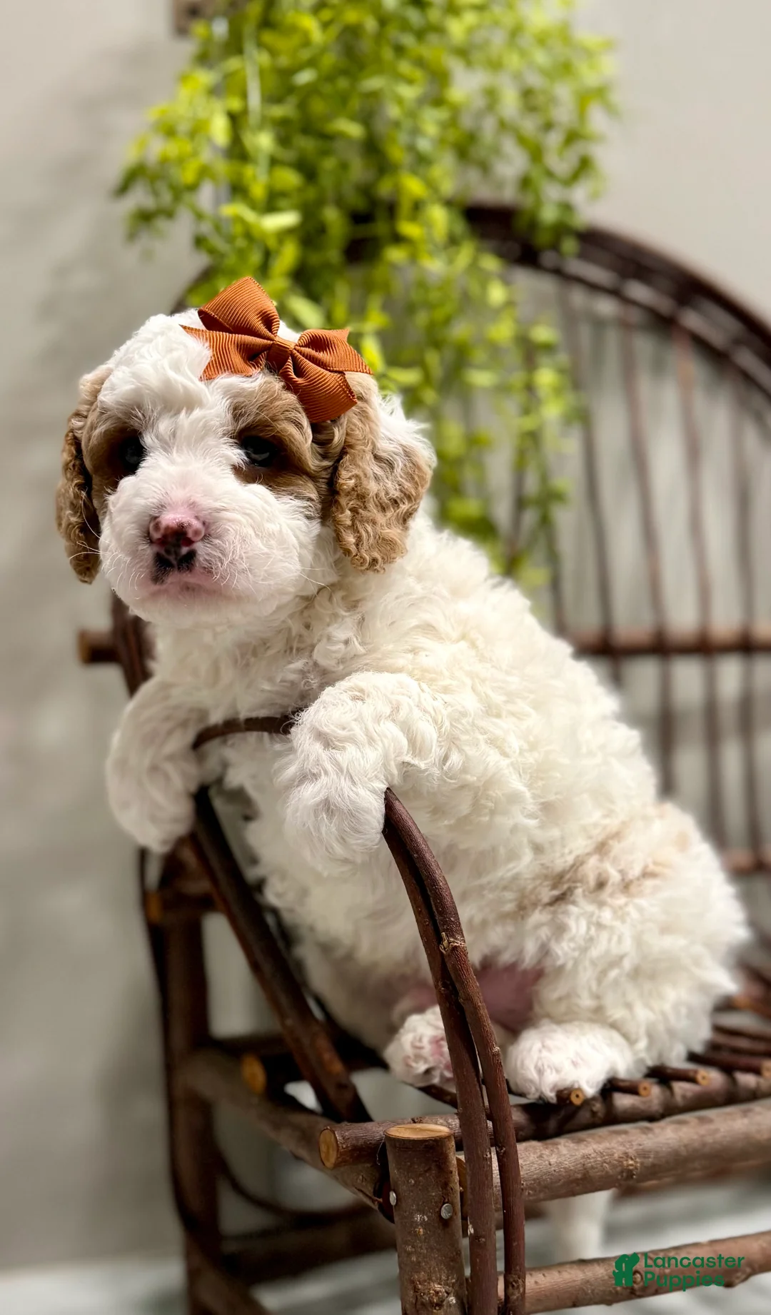 Cavapoo dogs for sale: Rex - Ad 2