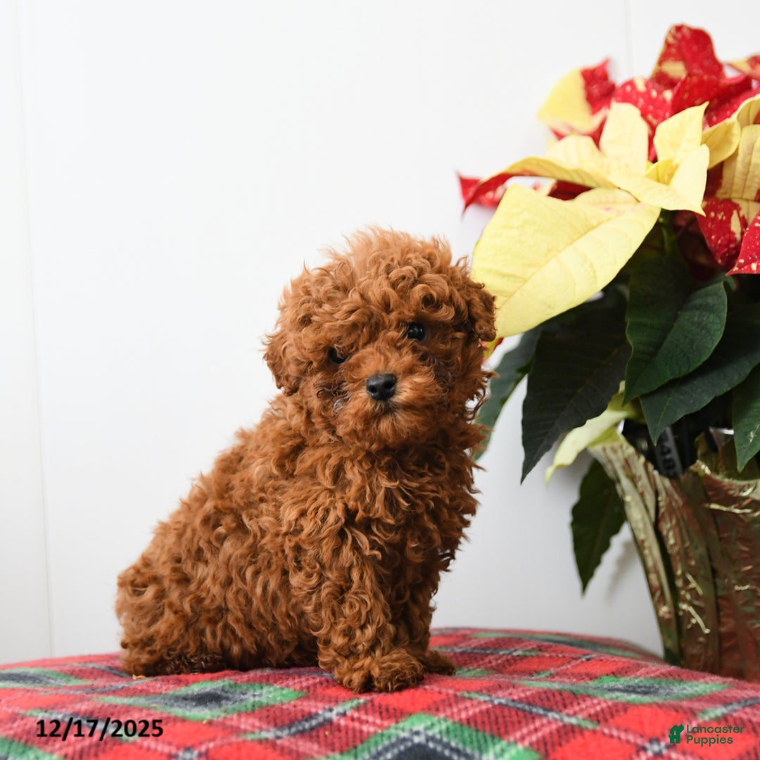Miniature Poodle dogs for sale: Raymond - Ad 2