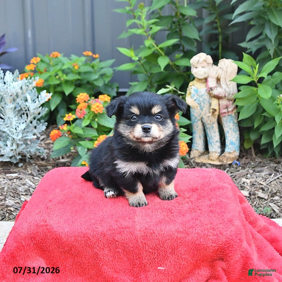 Mixed Breed dogs Allie - Ad 1