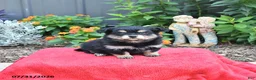 Mixed Breed dogs for sale: Allie - Ad 1
