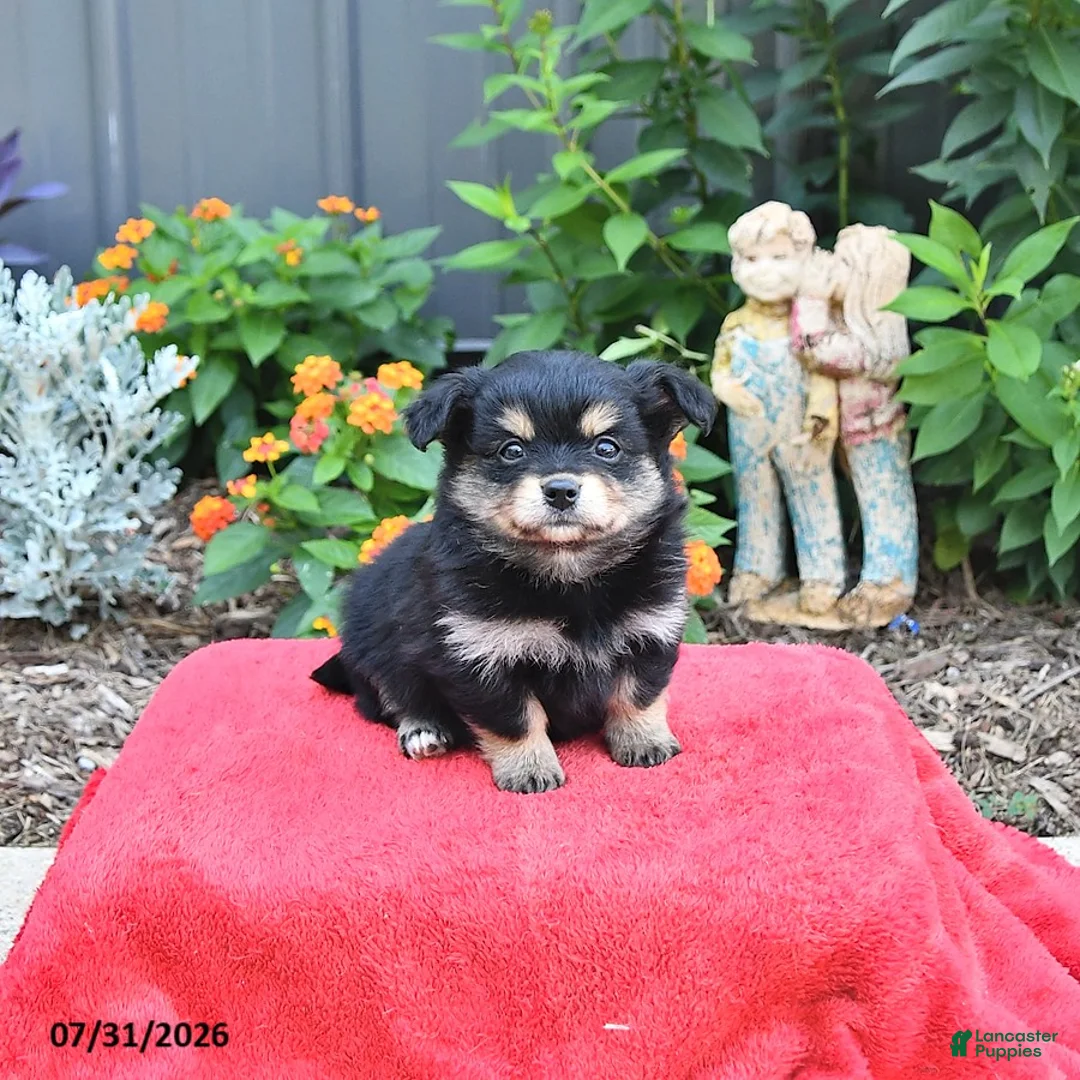 Mixed Breed dogs for sale: Allie - Ad 1