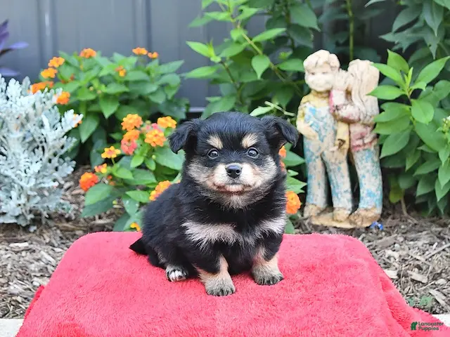 Mixed Breed dogs for sale: Allie - Ad 1