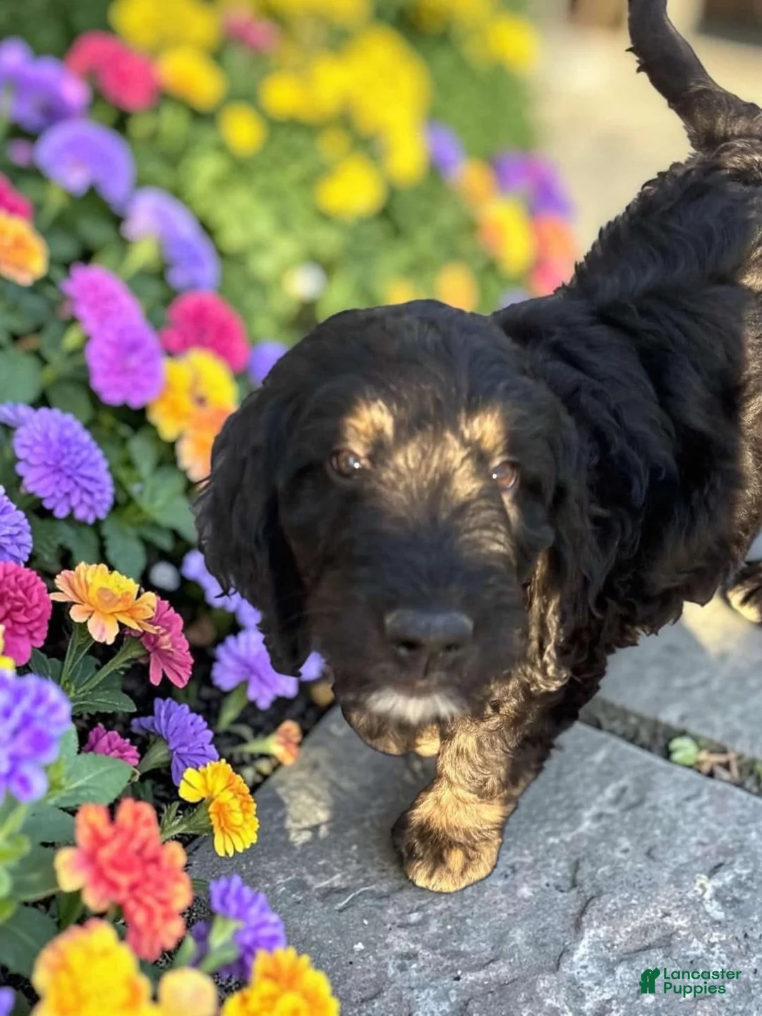 Goldendoodle dogs for sale: Jack - Ad 2