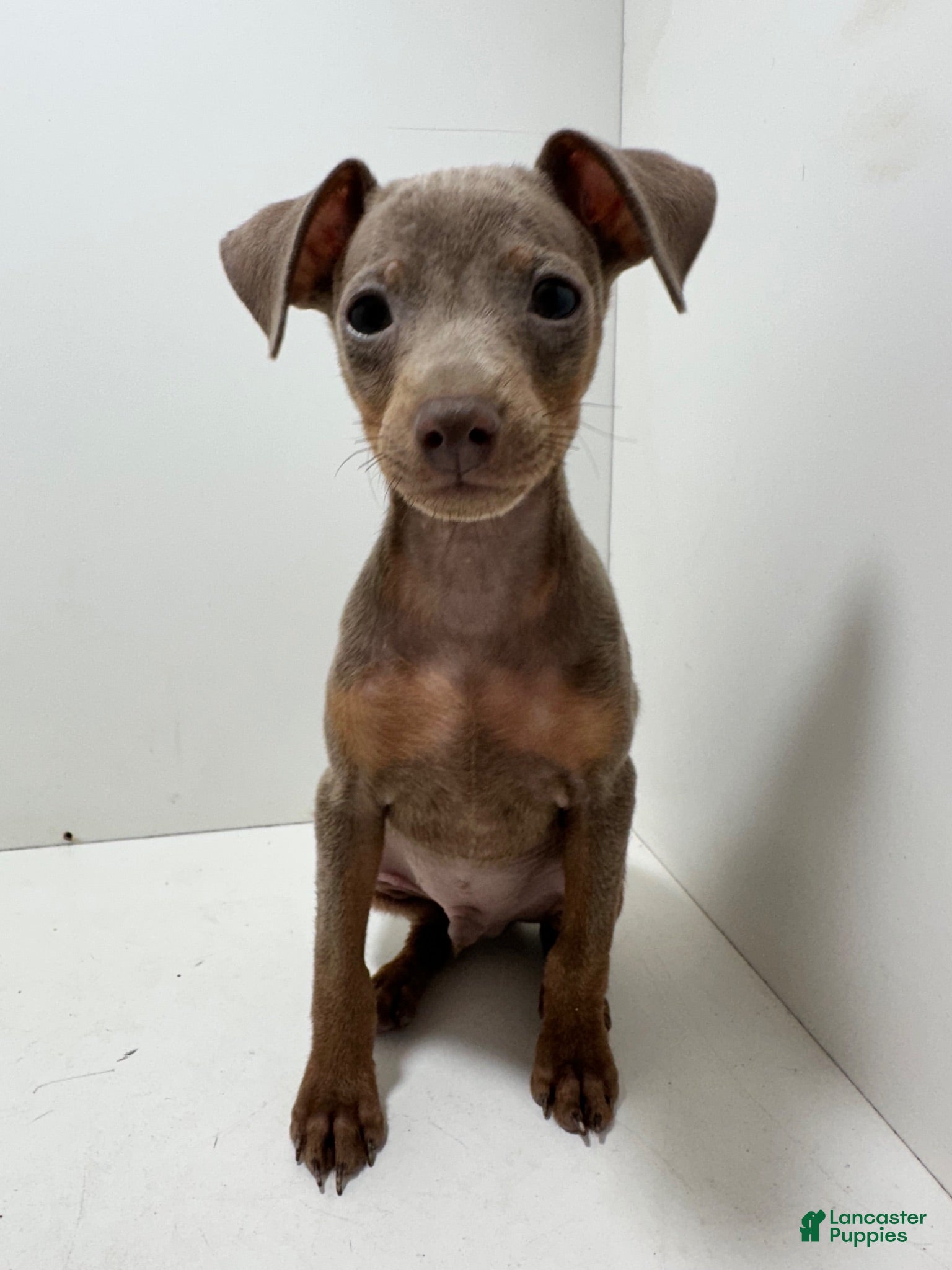 Miniature Pinscher dogs Miniature Pinscher 1 - Ad 1