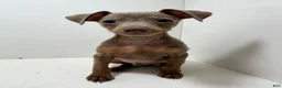 Miniature Pinscher dogs for sale: Miniature Pinscher 1 - Ad 1