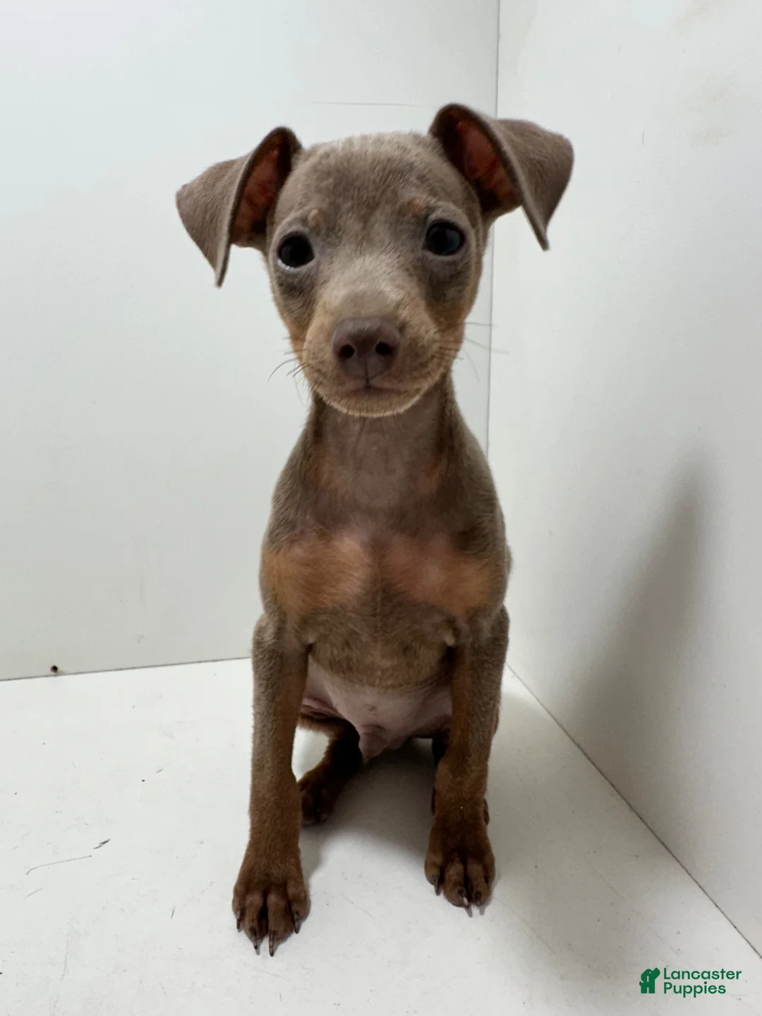 Miniature Pinscher dogs for sale: Miniature Pinscher 1 - Ad 1