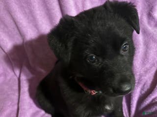 German Shepherd dogs Pink collar - Ad 16