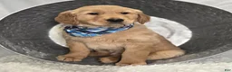 Golden Retriever dogs for sale: Parker - Ad 6