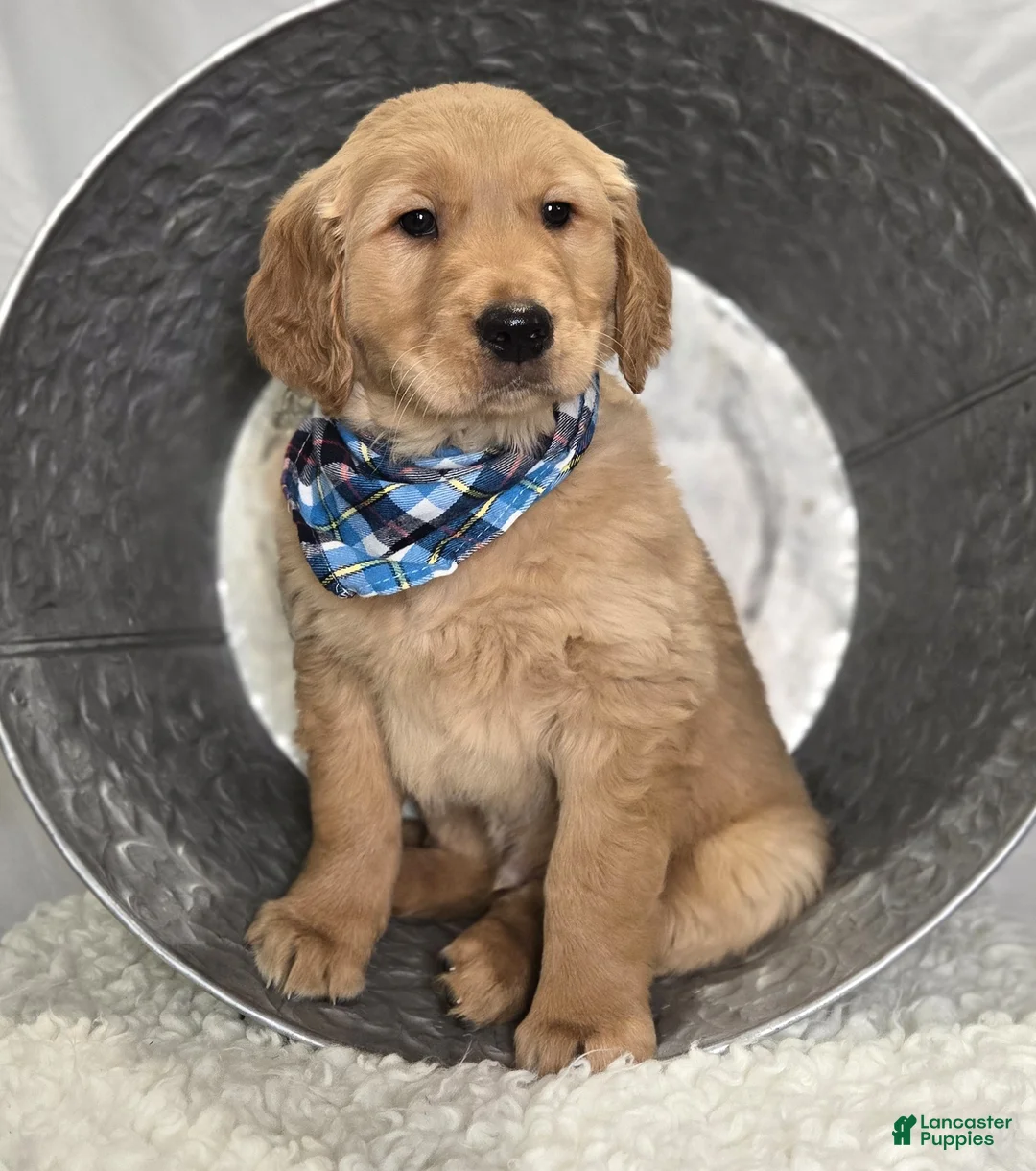 Golden Retriever dogs for sale: Parker - Ad 6
