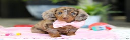 Dachshund dogs for sale: Avery - Ad 3
