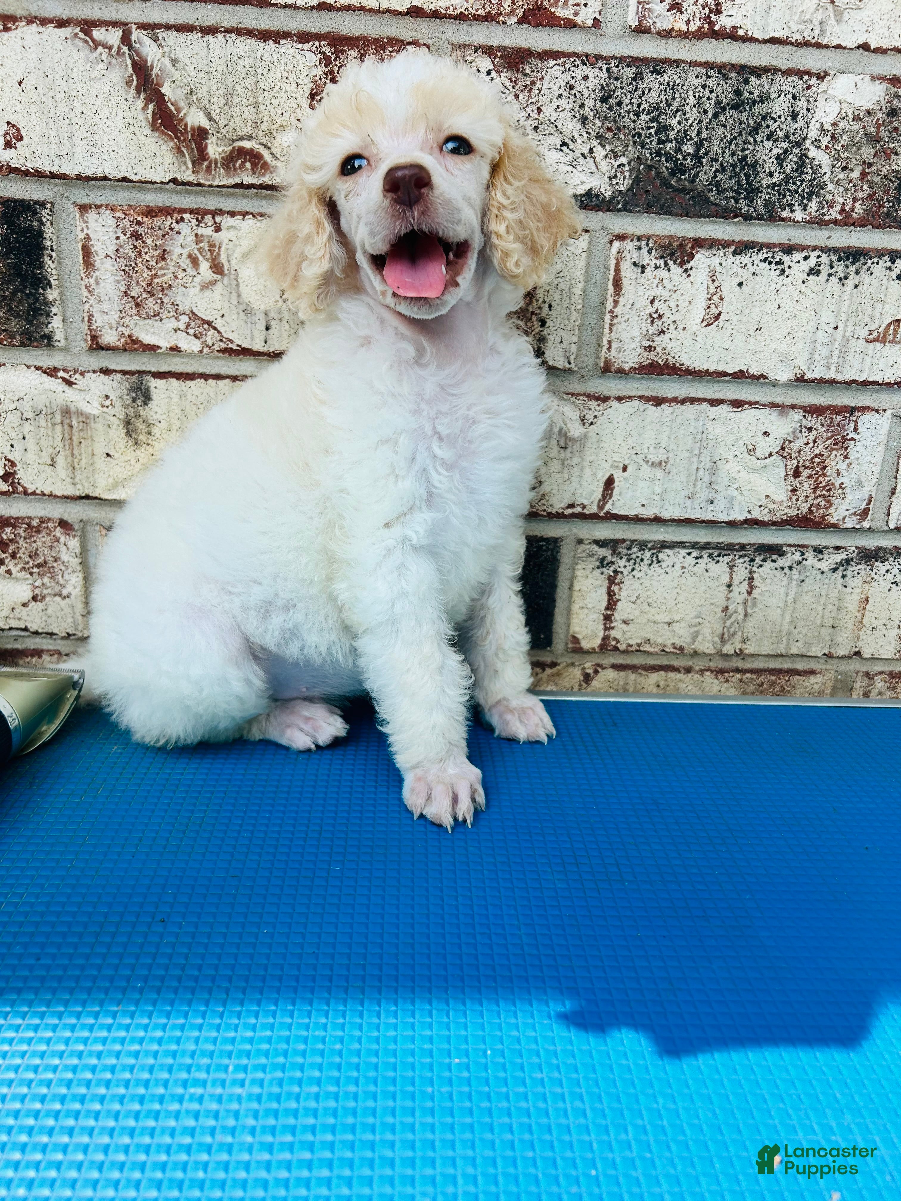 Standard Poodle dogs Standard Poodle 2 - Ad 2