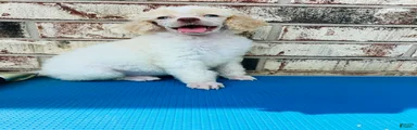 Standard Poodle 2