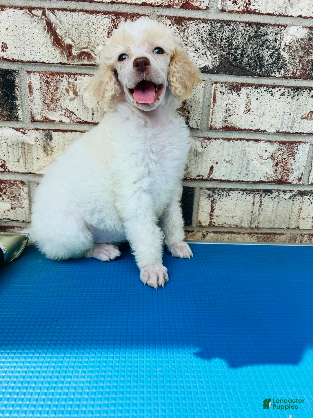 Standard Poodle dogs for sale: Standard Poodle 2 - Ad 1
