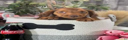 Dachshund dogs for sale: Denver - Ad 4