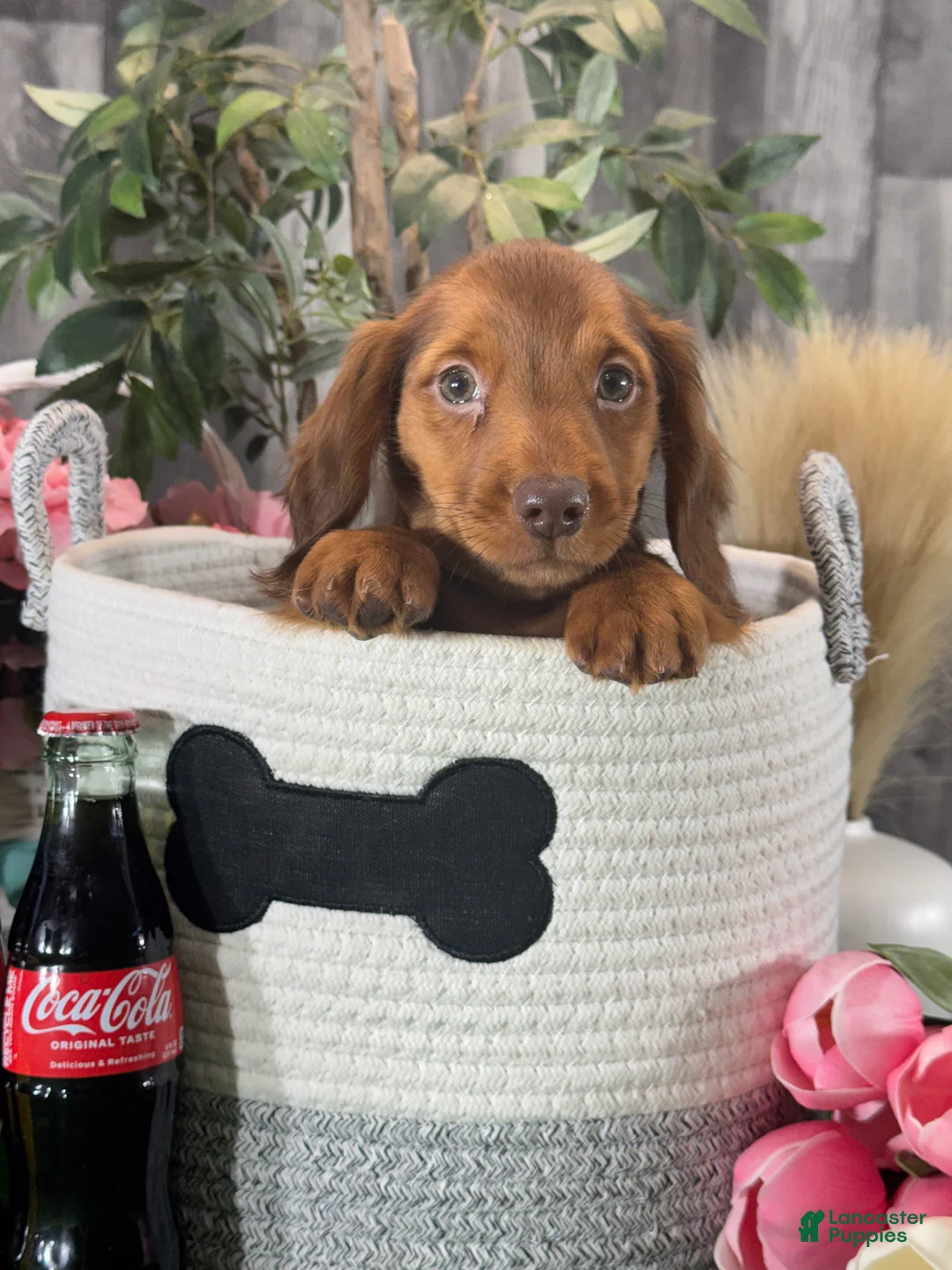 Dachshund dogs for sale: Denver - Ad 5