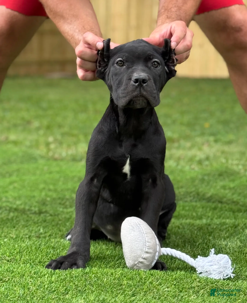 Cane Corso dogs ZENA - Ad 1