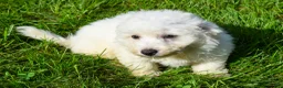 Bichon Frise dogs for sale: Tucker 🦴 - Ad 8