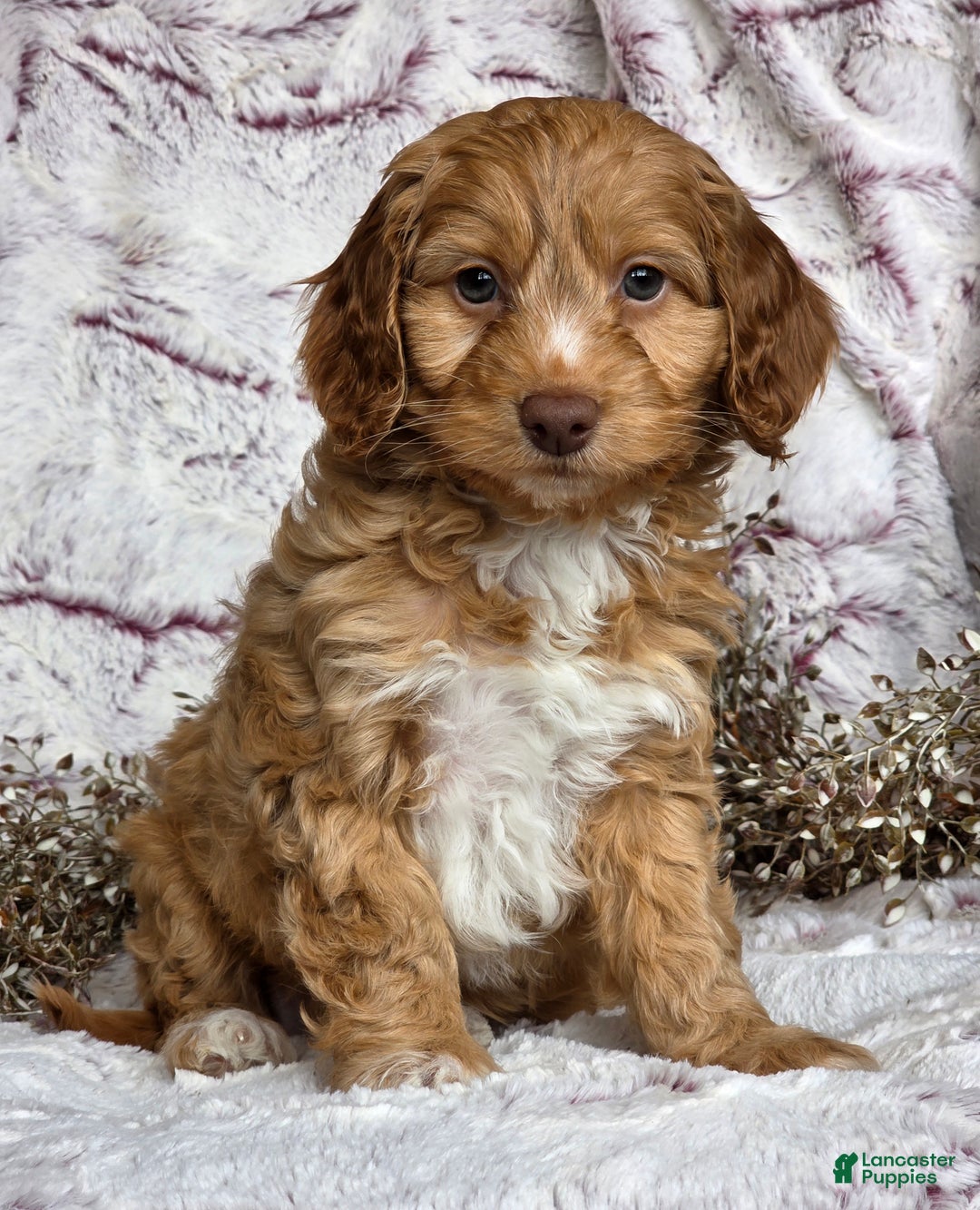 Cockapoo dogs for sale: Nelly - Ad 2