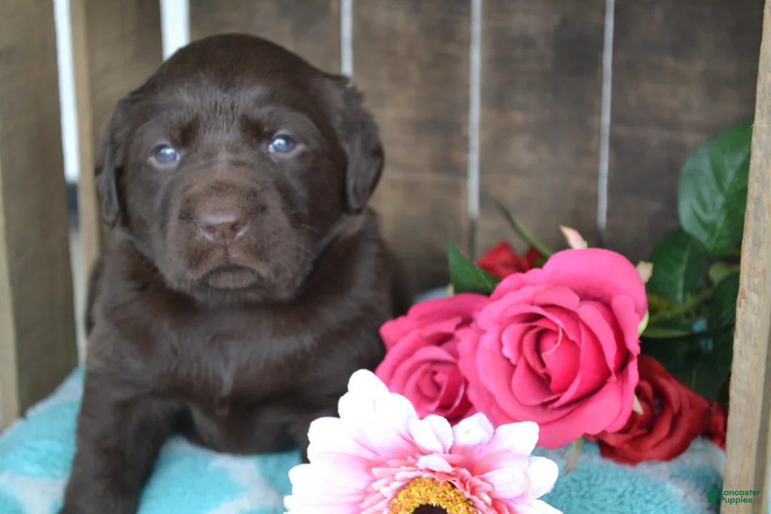 Labrador Retriever dogs for sale: Lynda - Ad 2