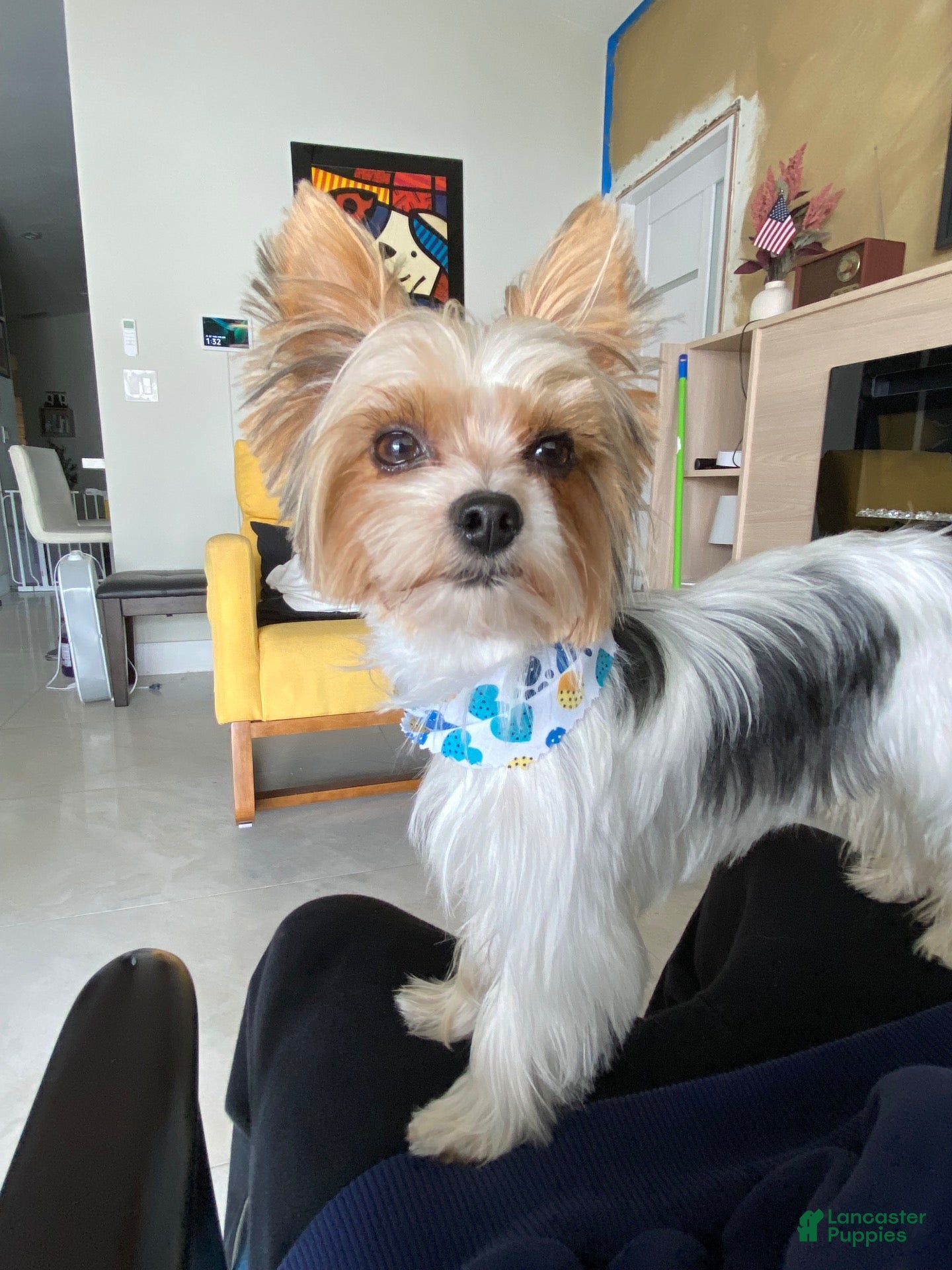 Biewer Terrier dogs for stud: Stud service Yorky Biewer  - Ad 1
