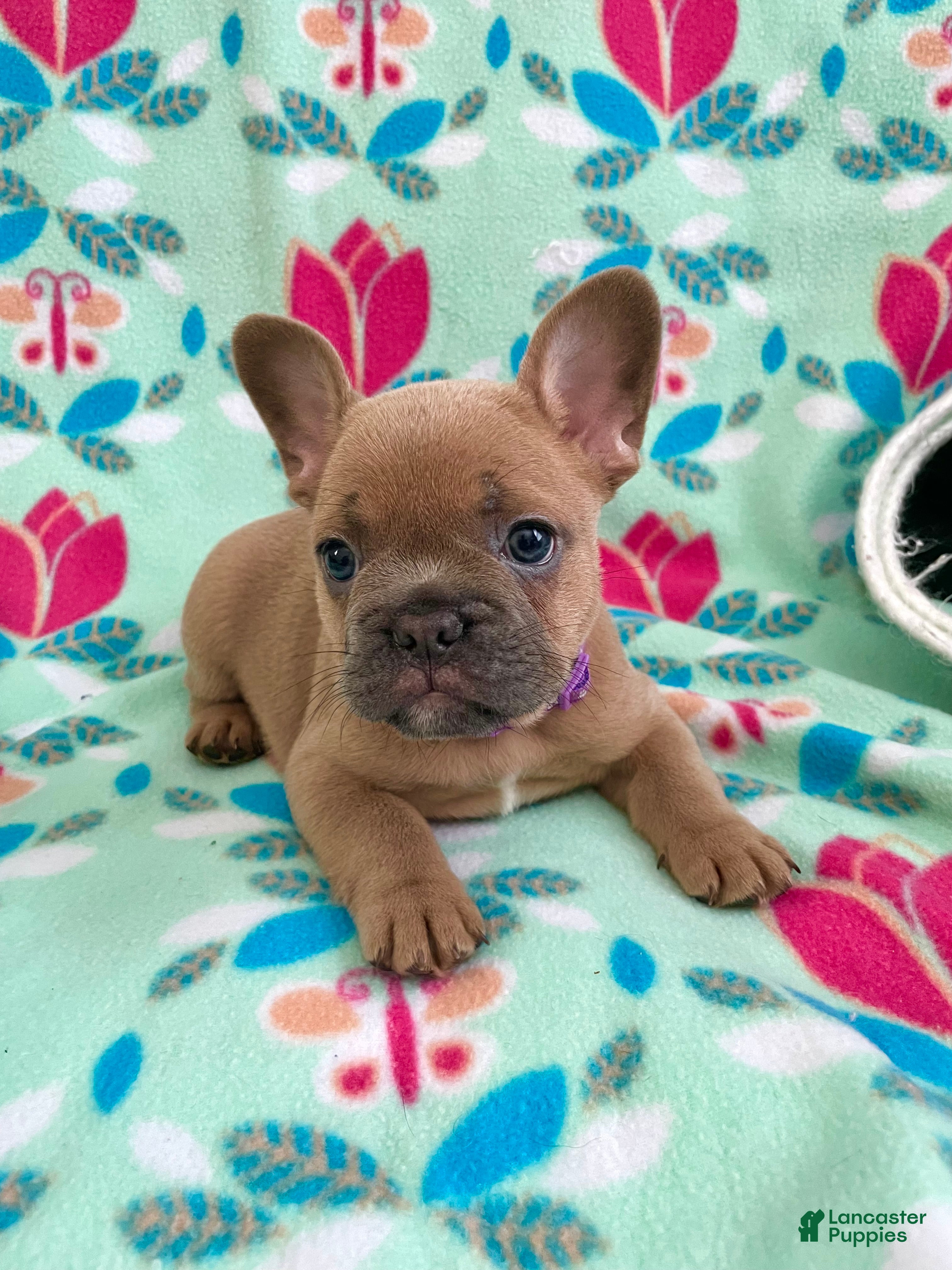 French Bulldog dogs  Puppy 4 - Ad 19