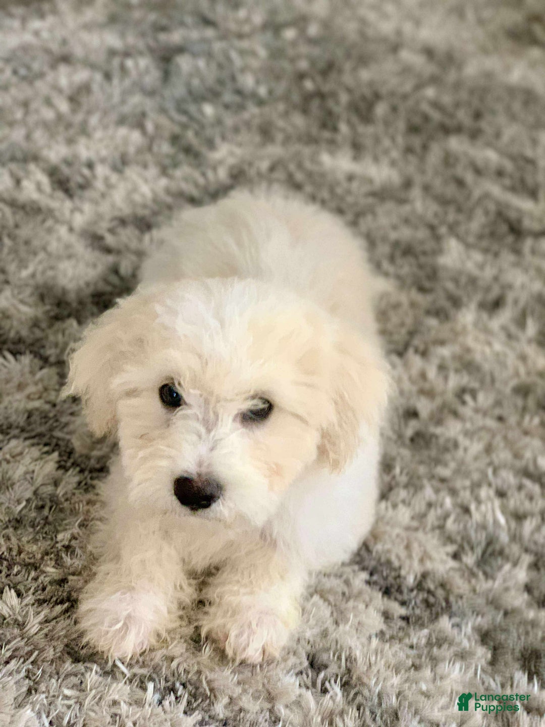 Miniature Poodle dogs for sale: Leo - Ad 7