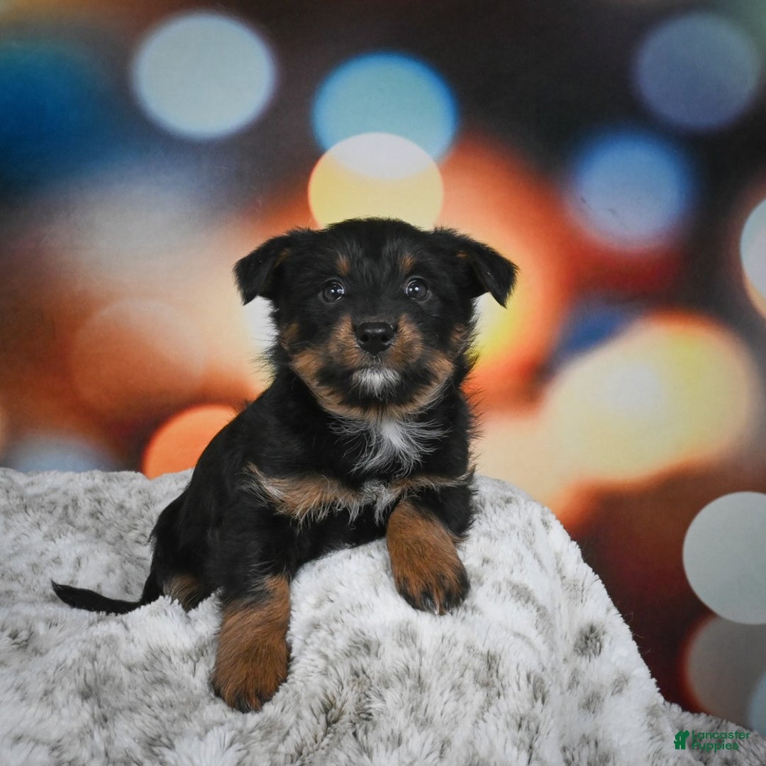 Mixed Breed dogs for sale: Rose - Ad 3