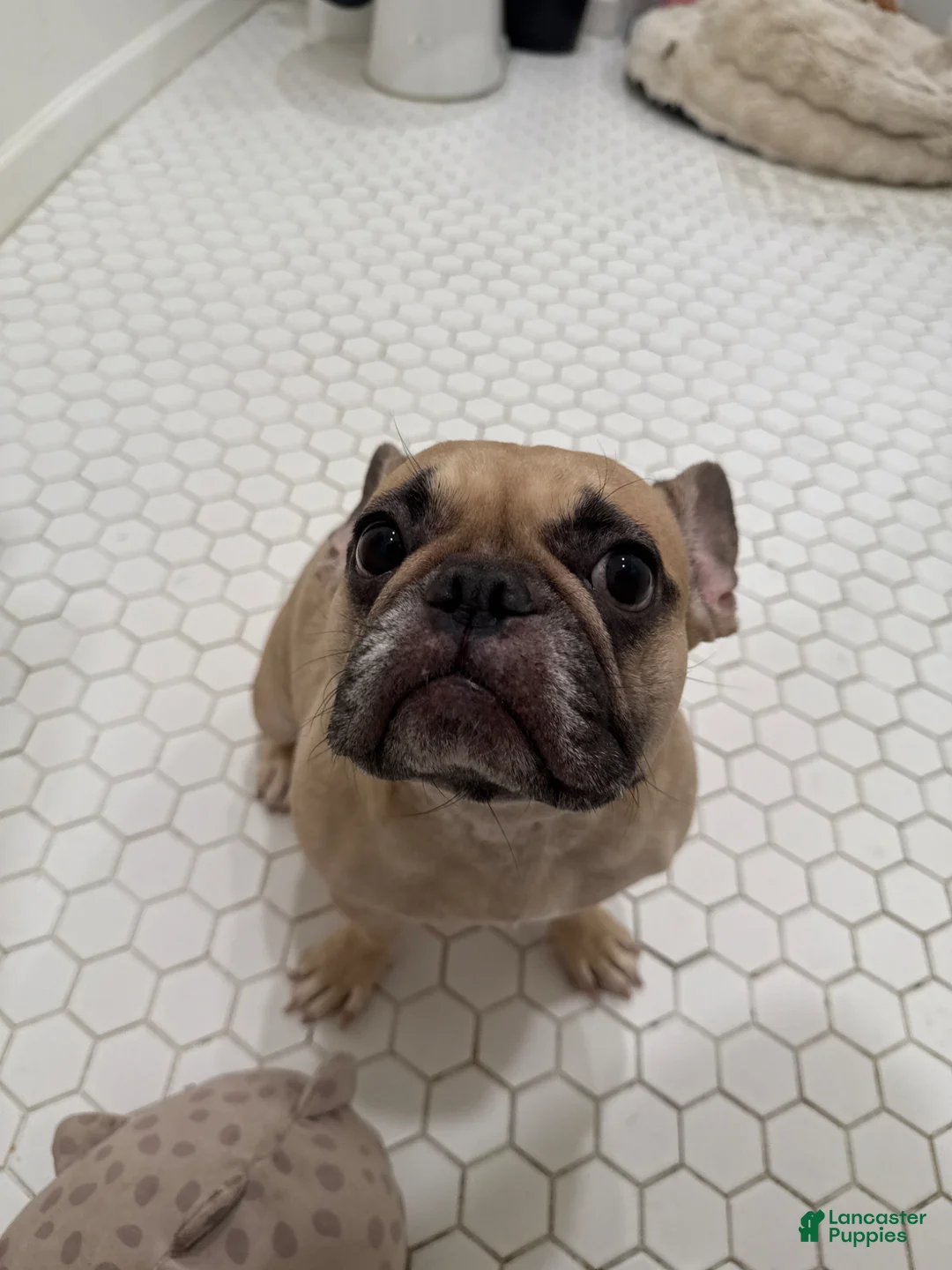 French Bulldog dogs for sale: French Bulldog Puppy  - Ad 4