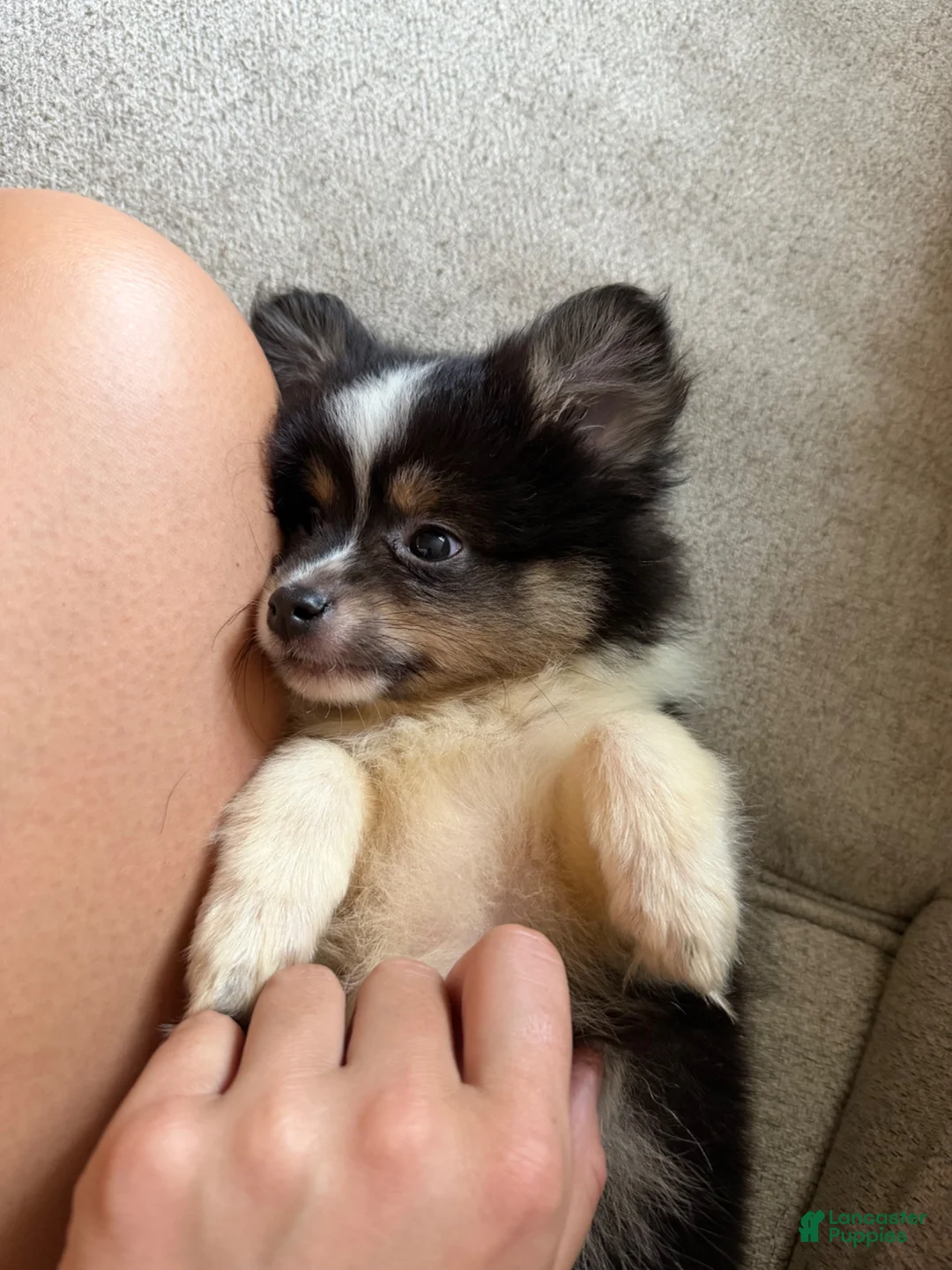 Pomeranian dogs for sale: Puppy 1 - Ad 2