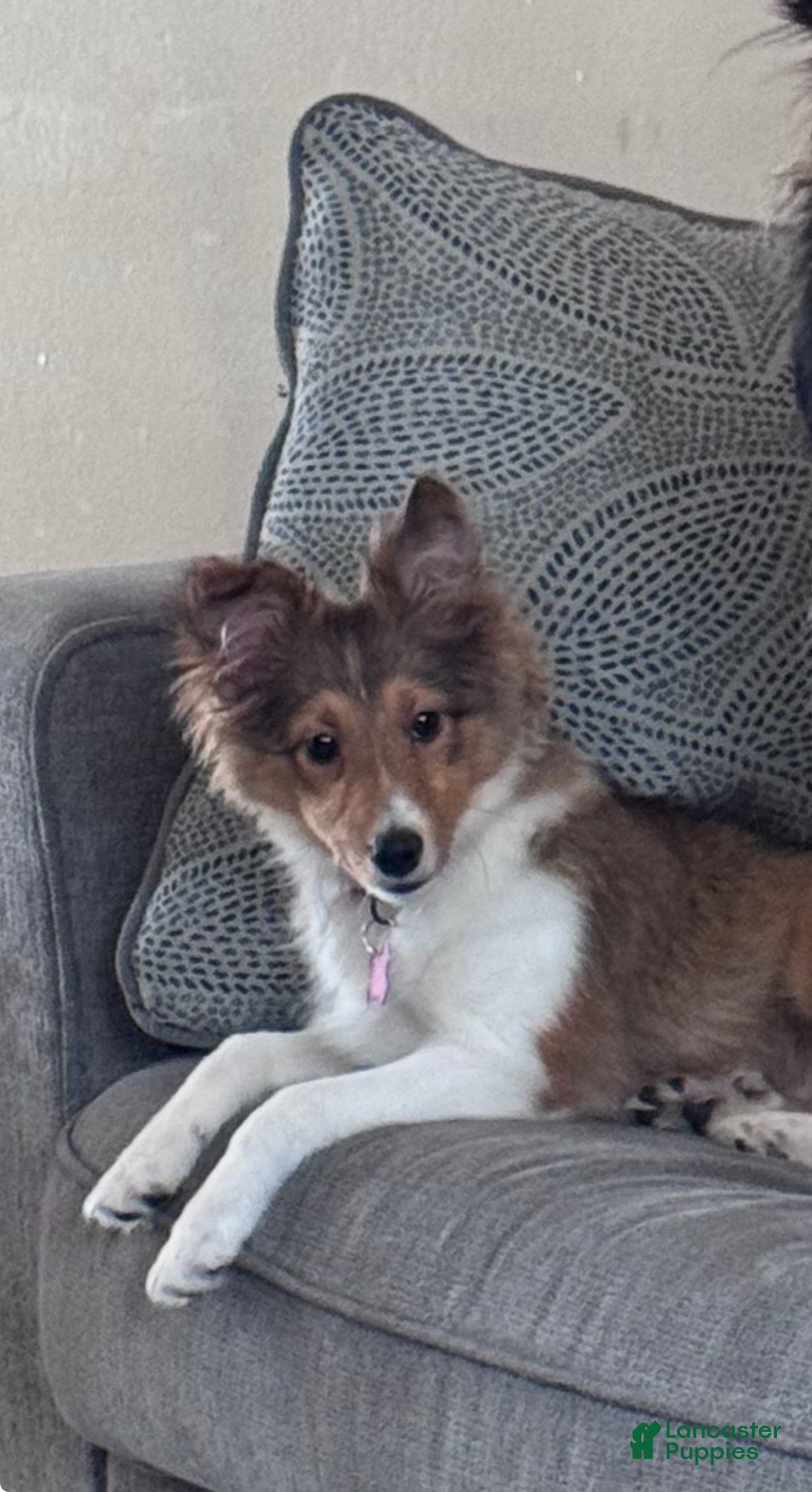 Shetland Sheepdog dogs Lucy - Ad 1