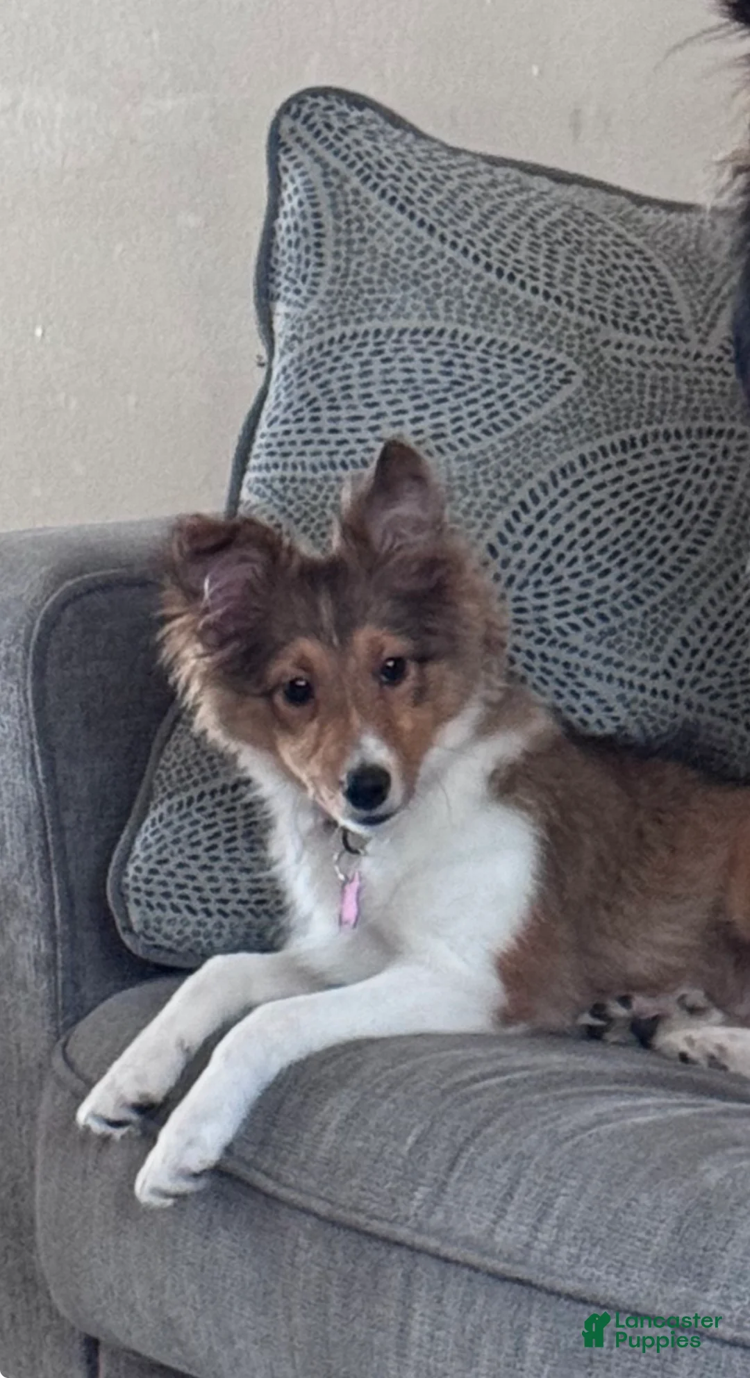 Shetland Sheepdog dogs for sale: Lucy - Ad 1
