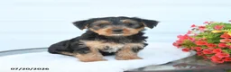 Morkie dogs for sale: Landon - Ad 1