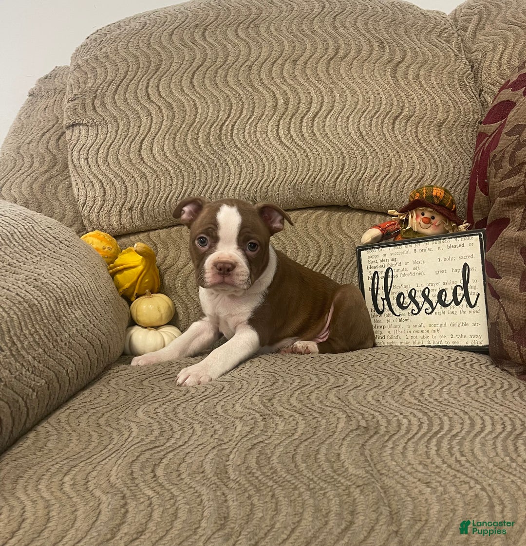 Boston Terrier dogs for sale: Olen - Ad 2