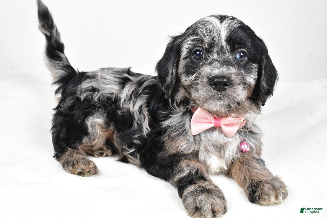 Cavapoo dogs for sale: Shirley  - Ad 2
